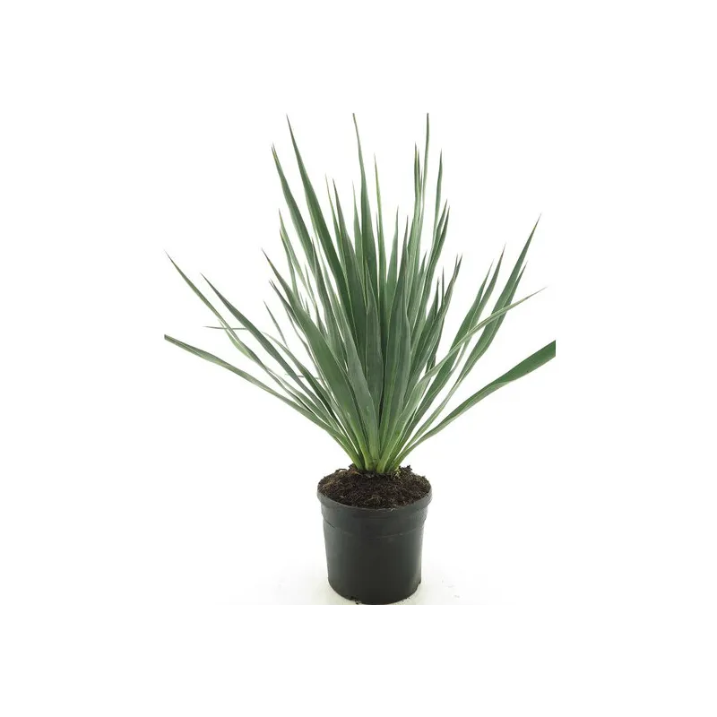 Yucca gloriosa - pot Ø 20 cm