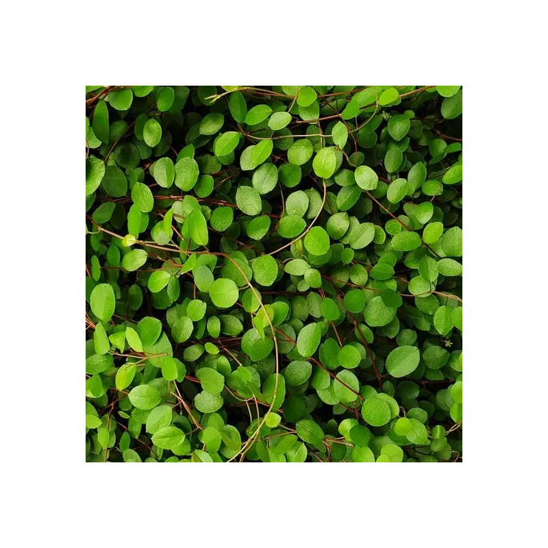 Muehlenbeckia axillaris complexa - pot Ø 22 cm