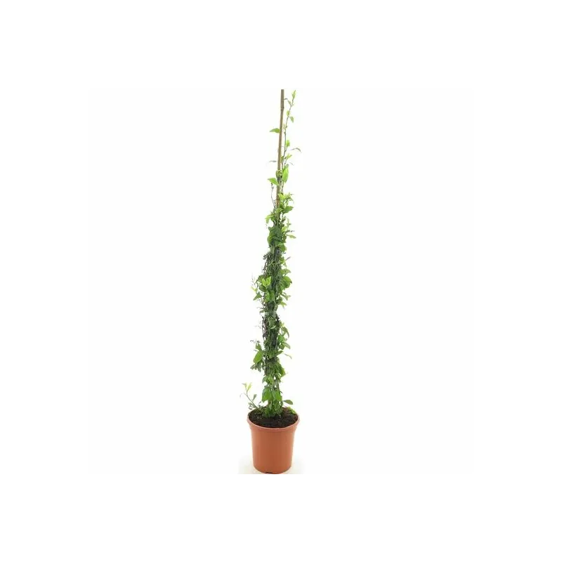 Plumbago capensis - pot Ø 21 cm