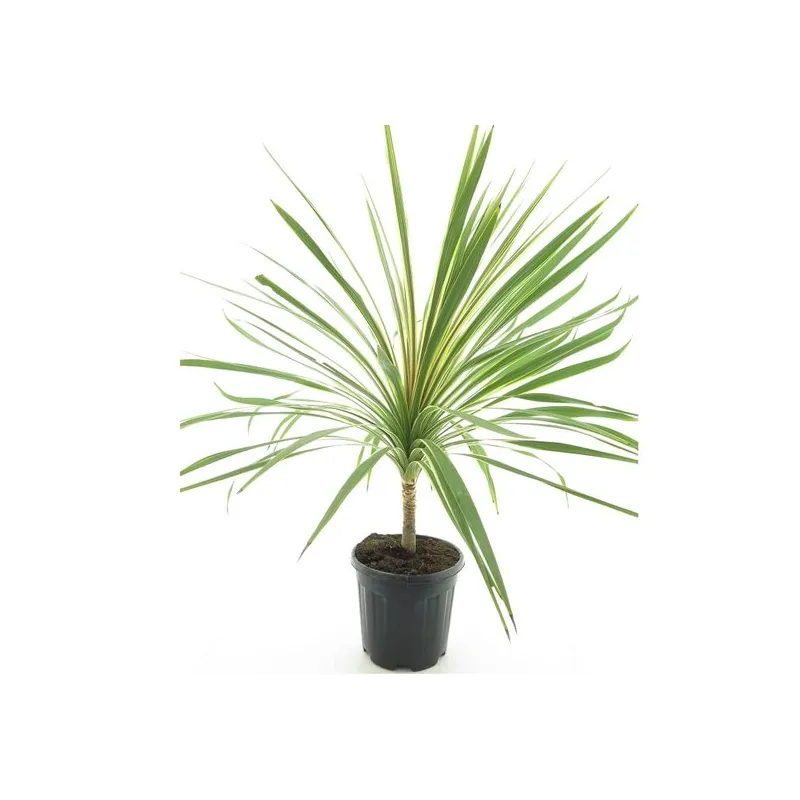 Cordyline australis Torbay Dazzler - hauteur totale 80-100 cm - pot Ø 21 cm