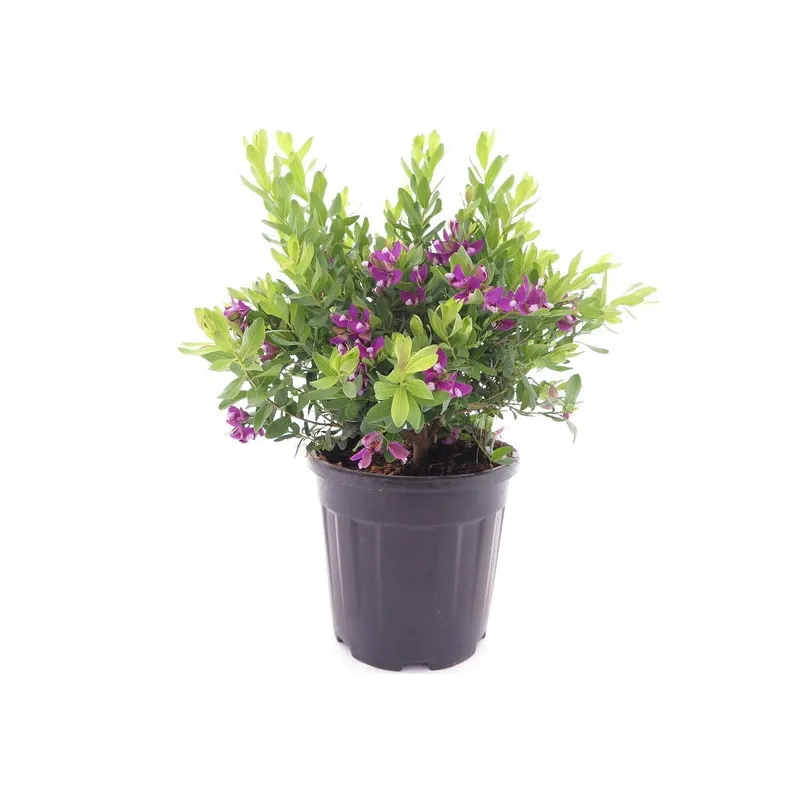Polygala myrtifolia - pot Ø 26 cm