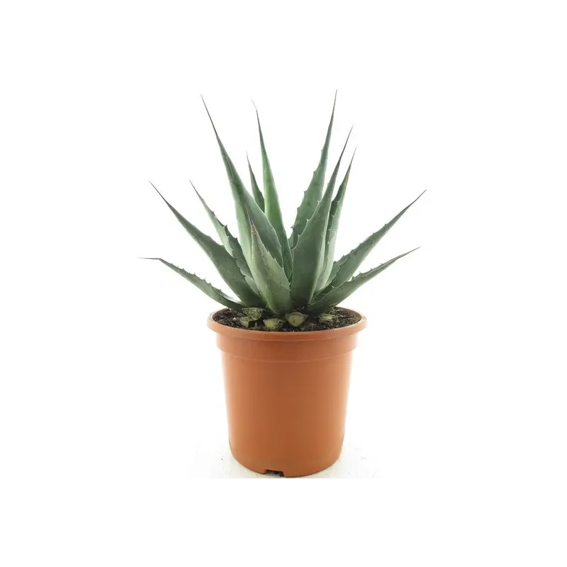 Agave montana - pot Ø 24 cm