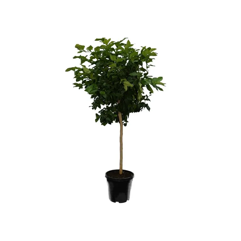 Citrus paradisi - pot Ø 45 cm