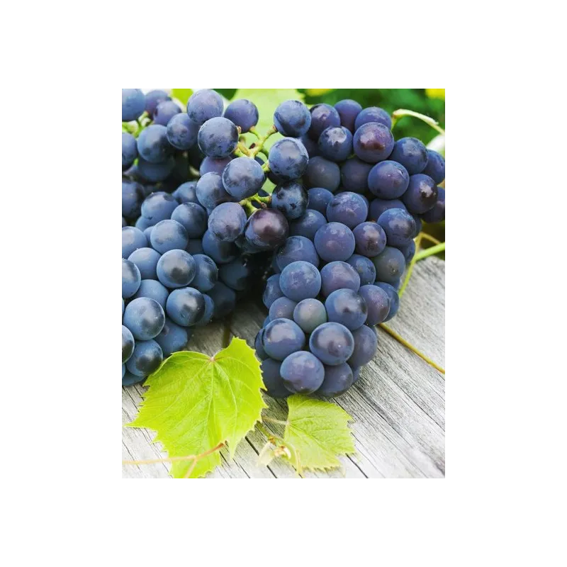 Vitis vinifera noir - pot Ø 20 cm