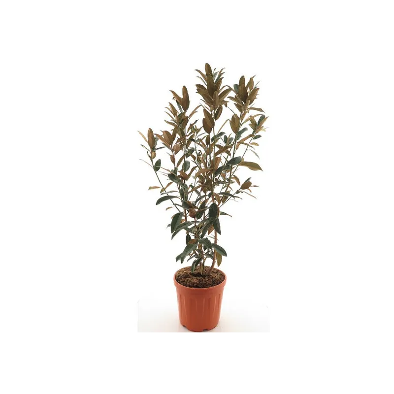 Magnolia grandiflora - pot Ø 35 cm