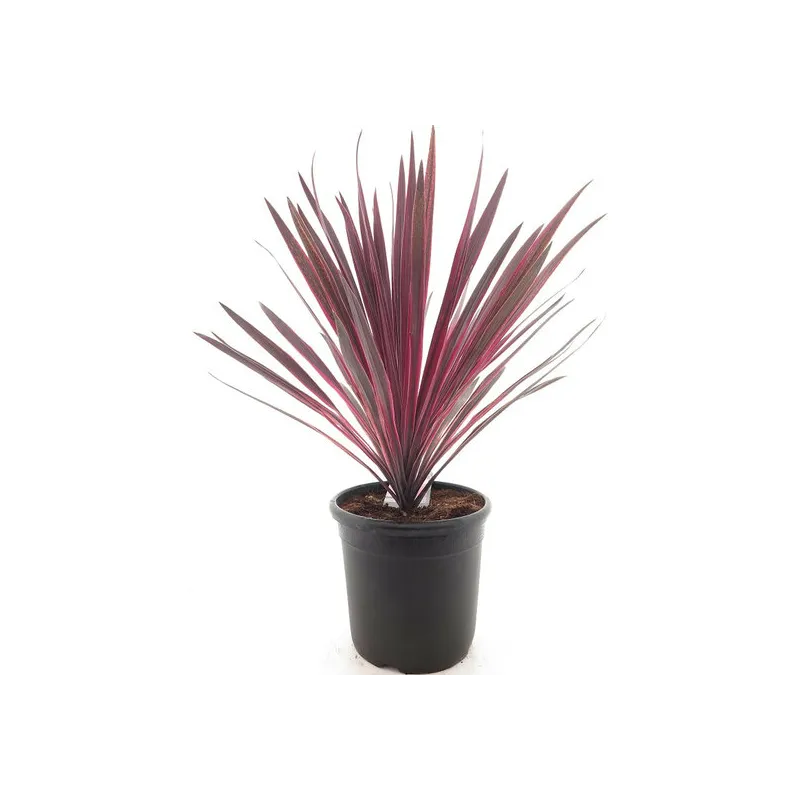 Cordyline australis Paso Doble - pot 32 cm