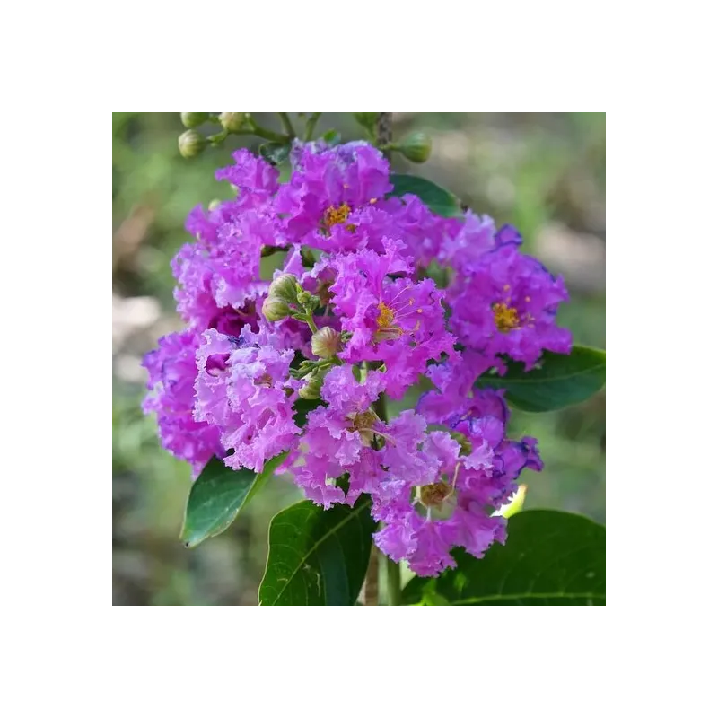Lagerstroemia indica Petit Orchidee - pot Ø 35 cm