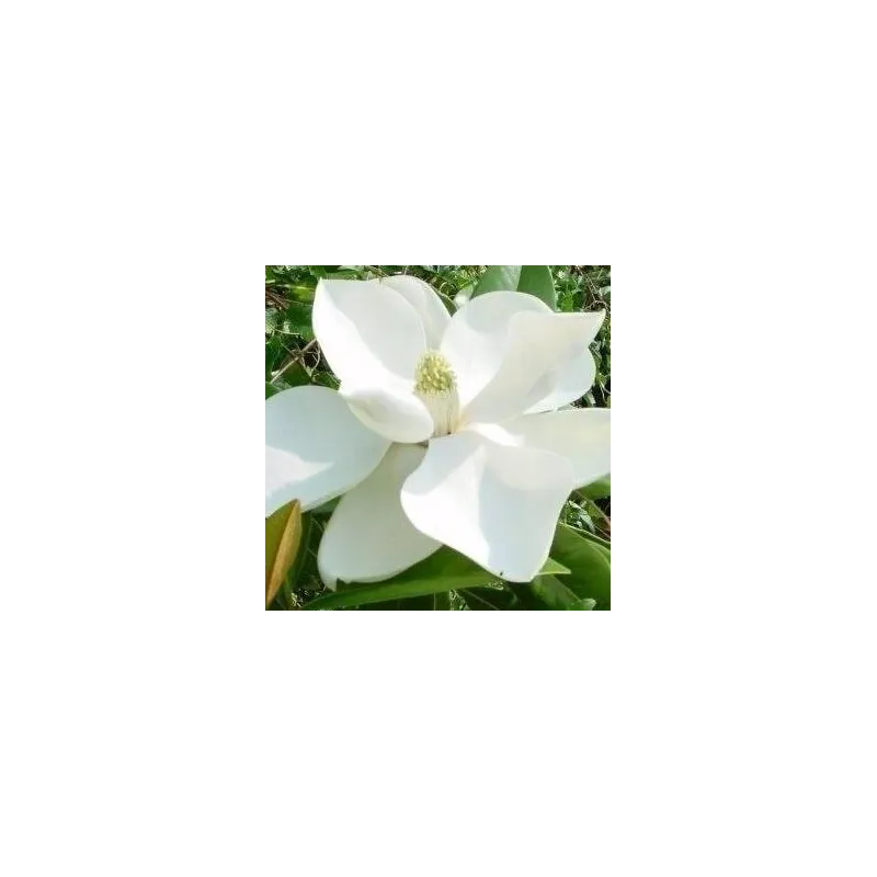 Magnolia grandiflora Francois Treyve - pot Ø 17 cm