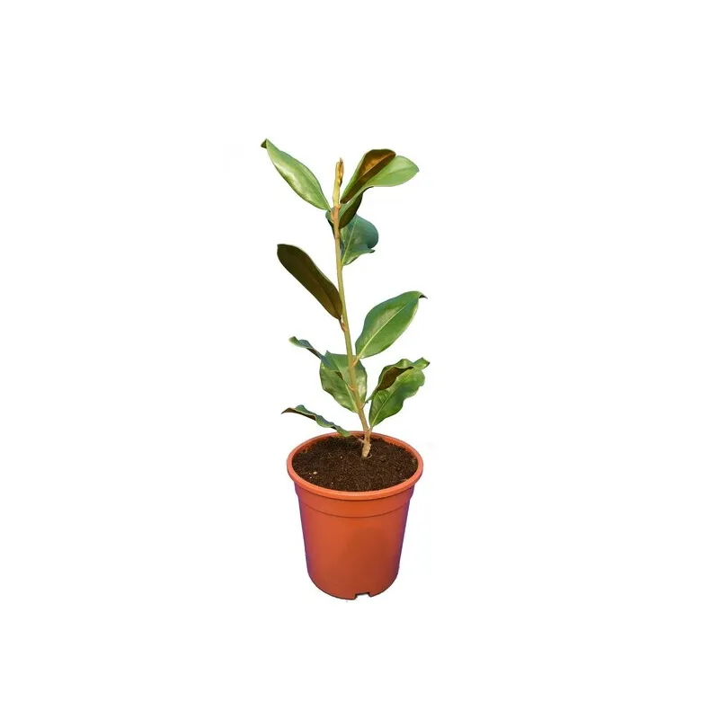 Magnolia grandiflora Victoria - pot Ø 17 cm