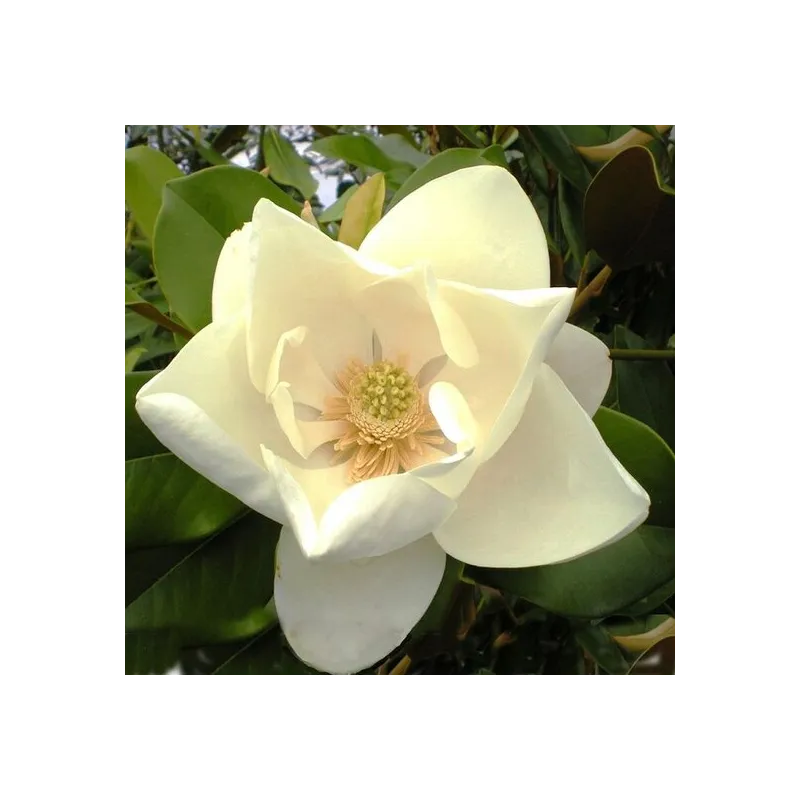 Magnolia grandiflora Nantais - pot Ø 17 cm