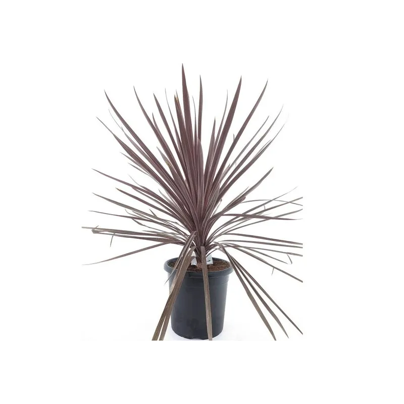 Cordyline australis Red Star - pot Ø 32 cm