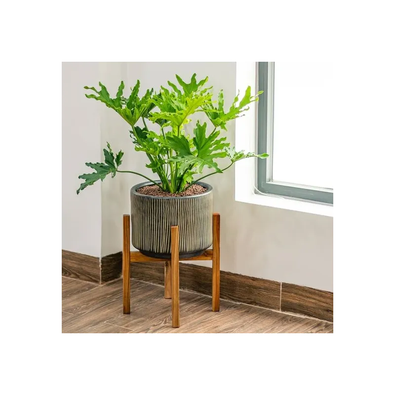 Philodendron selloum - pot Ø 24 cm