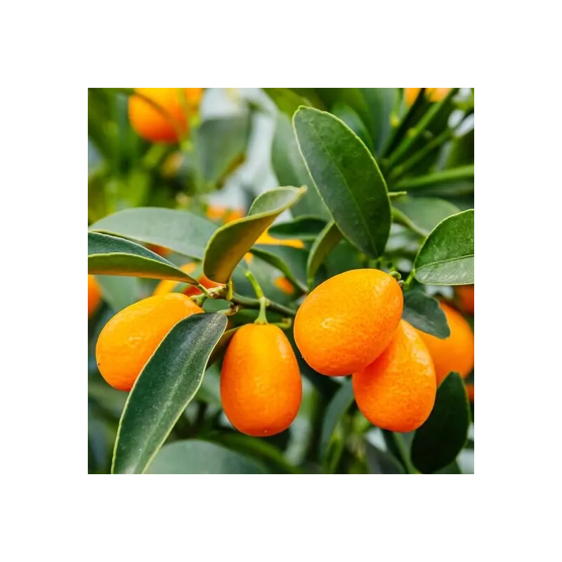 Citrus kumquat - pot Ø 24 cm