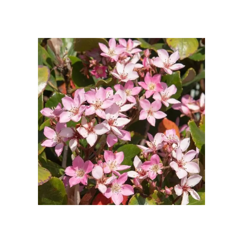 Rhaphiolepsis indica Springtime - pot Ø 26 cm