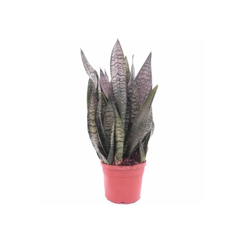 Sansevieria trifasciata Green Flame - pot Ø 19 cm