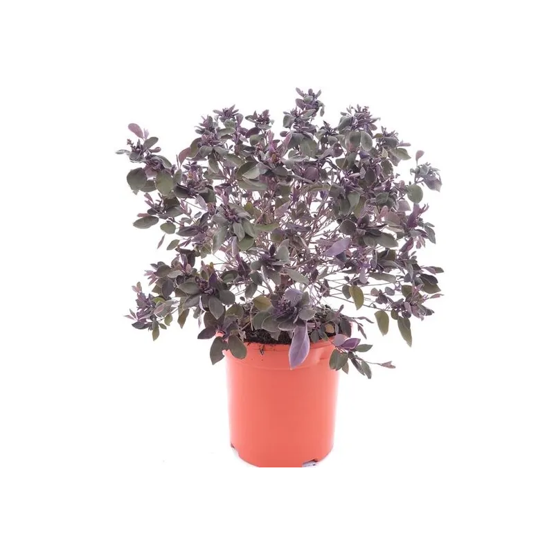 Vitex trifolia Purpurea - pot Ø 26 cm
