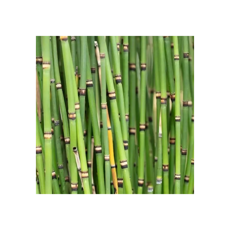 Equisetum japonicum - pot Ø 26 cm