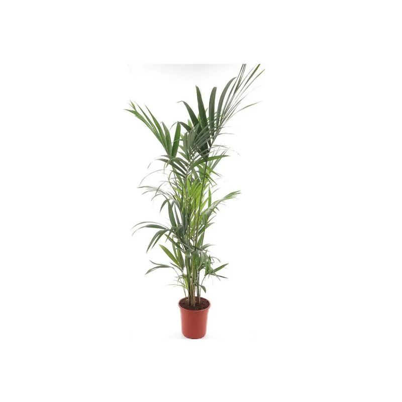 Howea forsteriana - pot Ø 27 cm