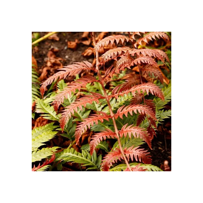 Woodwardia unigemmata - pot Ø 24 cm