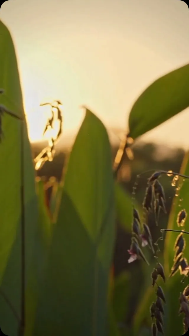 🌿 Le bananier, la touche tropicale qui change tout. Son feuillage généreux, son vert intense et son allure dépaysante t…