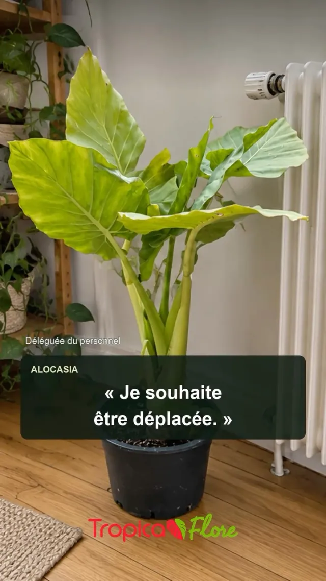 On a rallumé le chauffage. Les plantes ont convoqué une réunion🌿 L’Alocasia demande une mutation. L’Aloe vera veut le b…