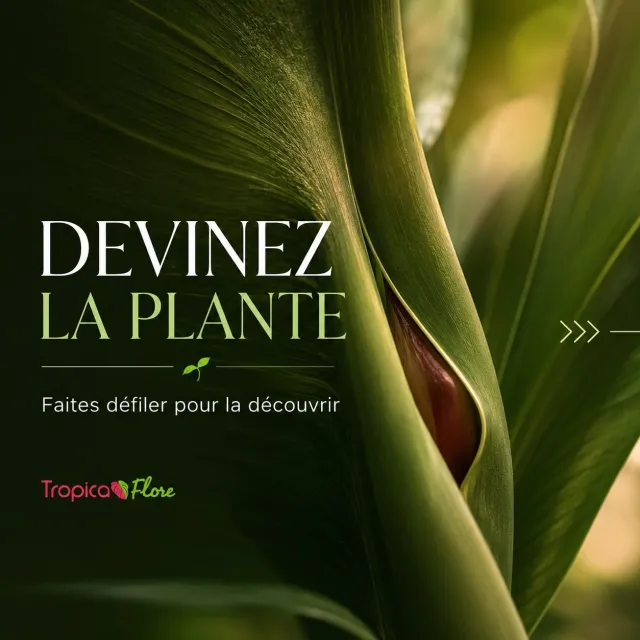 🌿 Quelques indices se cachent dans ce carrousel… Faites défiler, observez bien et essayez de trouver de quelle plante i…