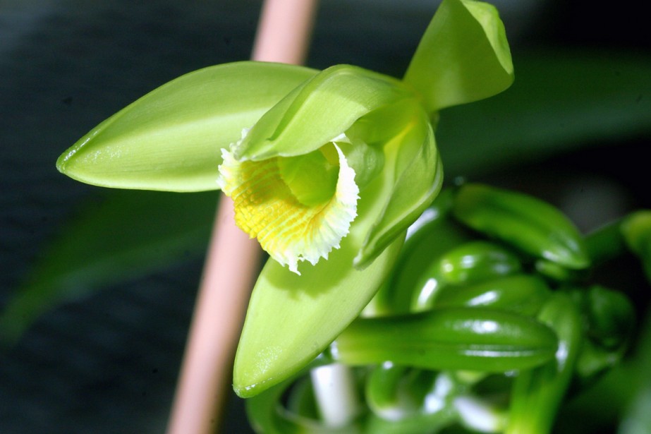 Vue rapprochée de la fleur de vanillier et de son labelle